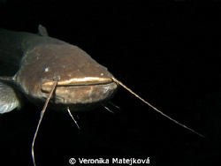 My favorite catfish. He is very curious... :) by Veronika Matějková 